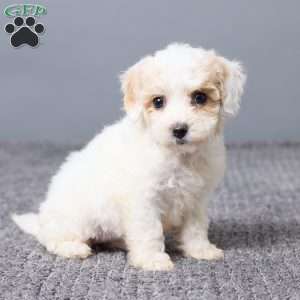 Kiana, Bich-Poo Puppy